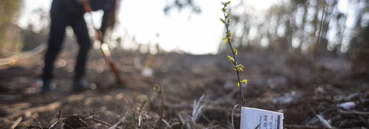 Plantación con especies amenazadas da inicio a futuro jardín botánico UdeC