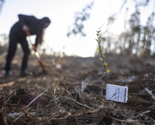 Plantación con especies amenazadas da inicio a futuro jardín botánico UdeC