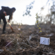 Plantación con especies amenazadas da inicio a futuro jardín botánico UdeC