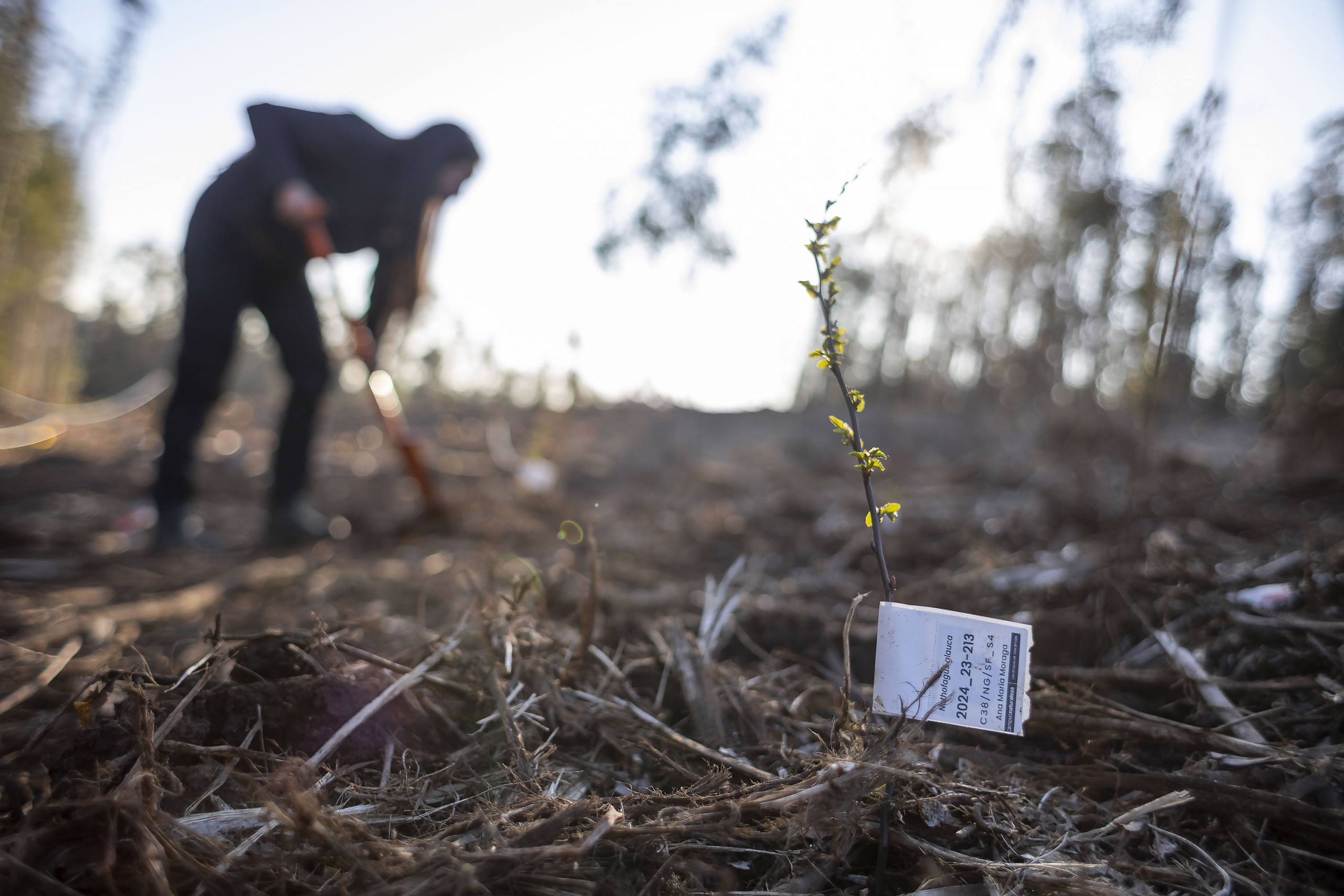 Plantación con especies amenazadas da inicio a futuro jardín botánico UdeC