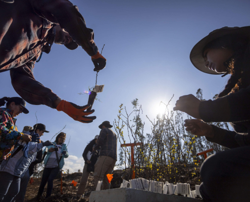 Plantación de primera colección ex situ para futuro jardín botánico