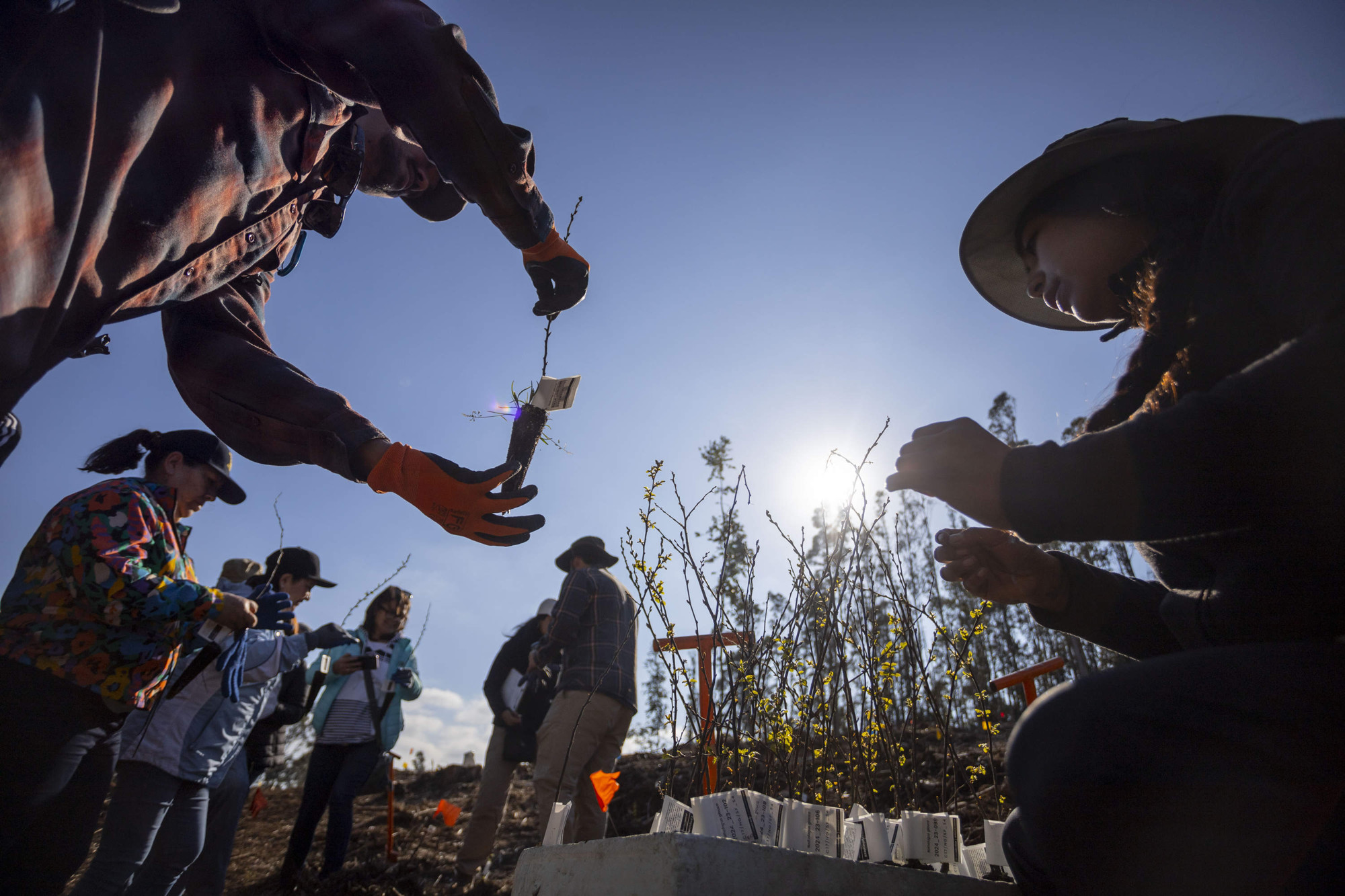 Plantación de primera colección ex situ para futuro jardín botánico