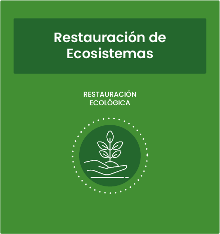 Líneas de acción